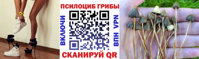 Псилоцибиновые грибы Cubensis Белоозёрский
